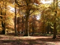 general-autumn-trees-nfdc