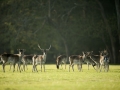 general-deer-nfdc