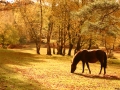 general-pony-2-nfdc