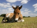 general-pony-nfdc