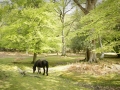 general-pony-landscape-nfdc