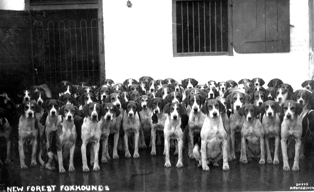 n f foxhounds