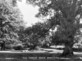 forest road