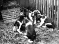foxhound puppies