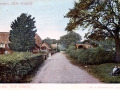 yew tree