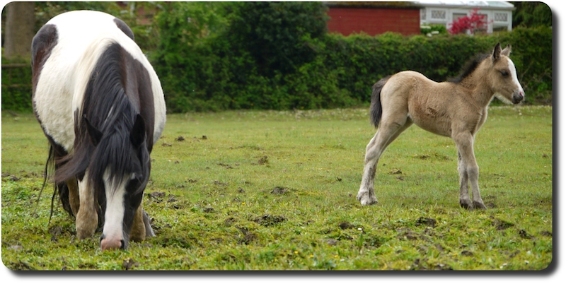 The first foal I saw in 2014
