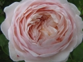 June, the month for roses