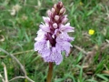 Wild orchid somewhere in Minstead