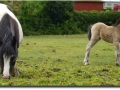 The first foal I saw in 2014